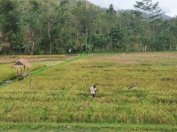 Belasan Ribu Ton Pupuk Bersubsidi di Tulungagung Belum Diambil Petani, Ini Kendalanya