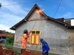 Serangan Tawon Vespa Melonjak di Tulungagung, Waspada Lur!