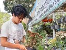 Omzet Pedagang Tanaman Hias Lamongan Turun, Terdampak Cuaca Panas
