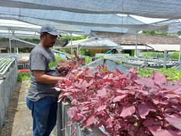 Pasutri di Lamongan Sukses Usaha Hidroponik Sayur Mayur, Simak Kiat-kiatnya!