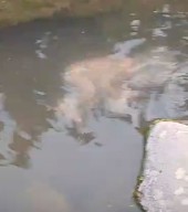 Viral di Medsos, Penemuan Jasad Bayi di Sungai Keden Ponorogo