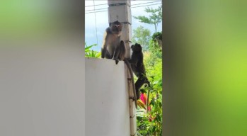 Diduga Kehabisan Makanan, Kawanan Monyet Ekor Panjang Turun ke Pemukiman Warga Ponorogo