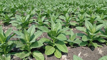 Harga Jual Tembakau di Lamongan Meroket pada Masa Akhir Panen