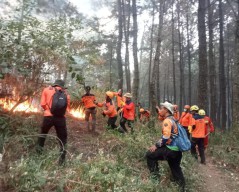 Kebakaran Gunung Lawu Makin Meluas, BPBD Jatim-Jateng Bentuk Satgas Lintas Provinsi