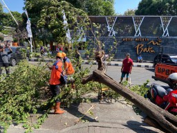 Pohon Tumbang Timpa Kendaraan Pengunjung di Alun-alun Batu