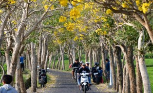 Tabebuya Mengembang, Desa Pendem Kota Batu Mirip Taman Sakura di Jepang