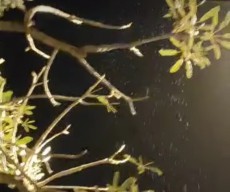Arah Dukungan Gusdurian, Pohon Menangis, Happy Ending