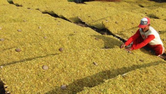 Berkah Kemarau Panjang, Petani Tembakau di Sampang Hasilkan Kualitas Super
