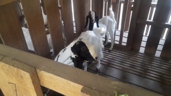 Musim Pancaroba, DKPP Kota Kediri Ingatkan Ancaman Flu pada Hewan Ternak
