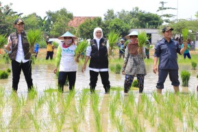 Tuban Gunakan Pupuk Organik, Bupati Halindra: Di Sini Petani Sangat Diuntungkan