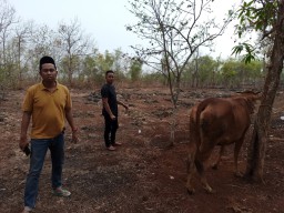 Sembunyikan Sapi Curian, Dua Pria di Bangkalan Ditangkap Polisi