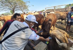 Pemkab Bojonegoro Gelar Kontes dan Pameran Ternak 2023