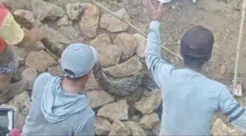 Perbaiki Jembatan di Sampang, Ular Sanca 3 Meter Nyaris Gigit Pekerja