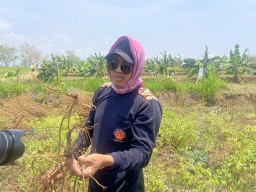 Petani Cabai di Ponorogo Merugi Meski Harga Tinggi, Terancam Gagal Panen karena Cuaca dan Jamur