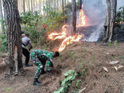 Warga Trenggalek Tewas Terjebak Kebakaran Hutan Pinus