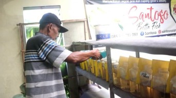 Petani Ikan Cupang di Kediri Gagal Panen, Imbas Cuaca Panas