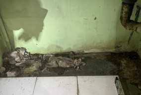 Tukang Bangunan Temukan Kerangka Diduga Bayi Saat Renovasi Rumah Kosong di Surabaya