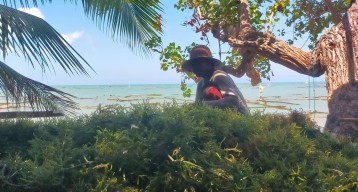 Produksi Rumput Laut di Sumenep Belum Capai Target, Ini Faktor Penghambatnya