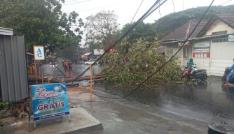 Musim Hujan, DLH Kota Malang: Awas, Pohon Rawan Tumbang!