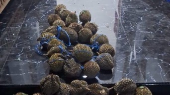 Panen Durian yang Dirawat 7 Tahun, Ketua RW di Kletak Kediri Ditangkap Polisi