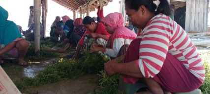 Budidaya Rumput Laut di Sumenep Berkembang Pesat, Pemprov Jatim Siap Optimalkan Kualitasnya