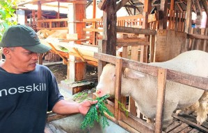 Kambing Seharga Rp25 Juta hingga Pelunasan Biaya Haji