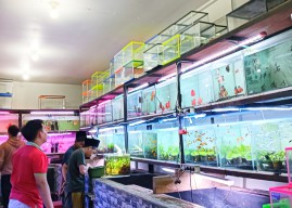 Pasar Ikan Hias di Sidoarjo Tak Seramai Masa Pandemi