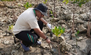 Petrokimia Rawat Pantai Utara Gresik, Tanam 10 Ribu Mangrove di Mengare