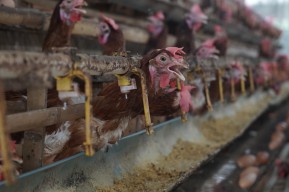 Pemkab Kediri Salurkan 31.041 Ton Jagung untuk Peternak Ayam Petelur