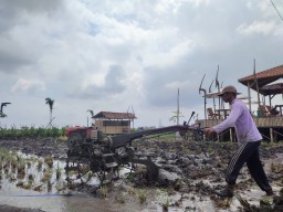 Alokasi Pupuk Subsidi di Tulungagung Dikepras 50 Persen