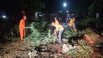 Pohon Tumbang di Trenggalek Tutup Akses Jalan Nasional
