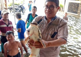 Panen Lele Jumbo, Sedekah Caleg, Siswa Belajar Daring