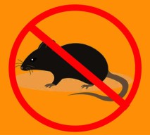 Warga Kota Malang Waspadai Penyakit Leptospirosis saat Musim Hujan
