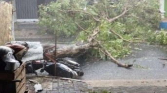 Hujan Angin Terjang Pare Kediri, Akibatkan Pohon Tumbang hingga Rumah Rusak