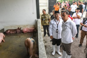 RPH Khusus Babi Banjarsugihan Surabaya Mulai Beroperasi