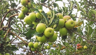 Petani Apel Batu Beralih Tanam Jeruk, DPRD Jatim Desak Pemerintah Turun Tangan
