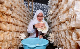 Menengok Kampung Jamur di Banyuwangi, Raup Omzet Rp360 Juta Per Bulan