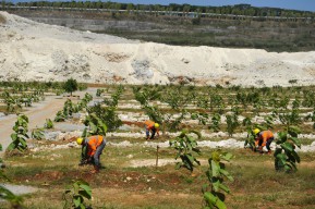 SIG Tanam 503 Ribu Pohon di Lahan Pascatambang Pabrik Tuban