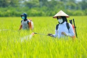 Pemkab Banyuwangi Ciptakan Inovasi Layanan Uji Tanah Berbasis Internet, Apa Itu?