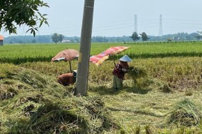 Tradisi Ngasak di Probolinggo, Berkah Panen Padi saat Harga Beras Mahal