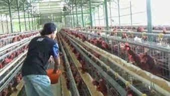 Harga Daging di Jatim Stabil, Tapi Unggas Malah Naik