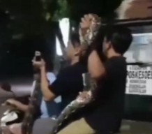 Warga Bangkalan Tangkap Ular Piton di Kandang Ayam