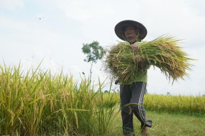 Produktivitas Padi di Kediri Terus Naik Melalui Program DITO