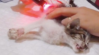 Mengenal Terapi Akupunktur untuk Hewan Peliharaan, Apa Sih Manfaatnya?