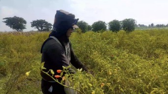 Harga Cabai Rawit Murah, Petani di Kediri Ogah Pakai Buruh Panen