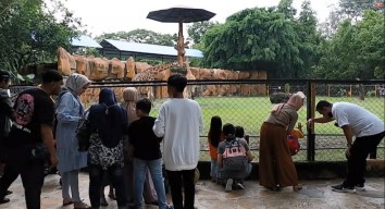 KBS Tambah Satwa Baru, Merak Putih dan Buaya Siam Sambut Wisata Lebaran