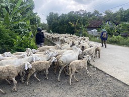 Anggota TNI di Ponorogo Gembalakan Ratusan Domba ke Hutan, Ini Alasannya