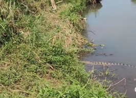 Buaya Muara Muncul di Sungai Kencong Jember, Warga Diminta Waspada!