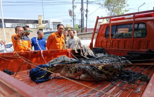 BBKSDA Akan Periksa Lokasi Penemuan Buaya di Bangkalan usai Evakuasi