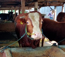 Kebutuhan Ribuan Ekor Hewan Kurban di Kota Malang Dipasok dari Luar Daerah